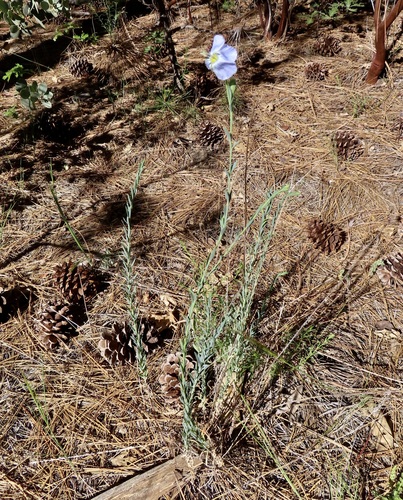iNaturalist observation photo of Lewis flax