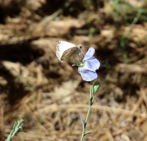 iNaturalist observation photo of Northern White-Skipper