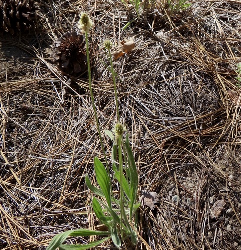 iNaturalist observation photo of ribwort plantain