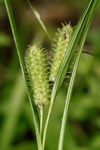 golden cattail sedge