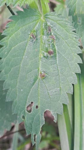 Nettle Pouch Gall Midge
