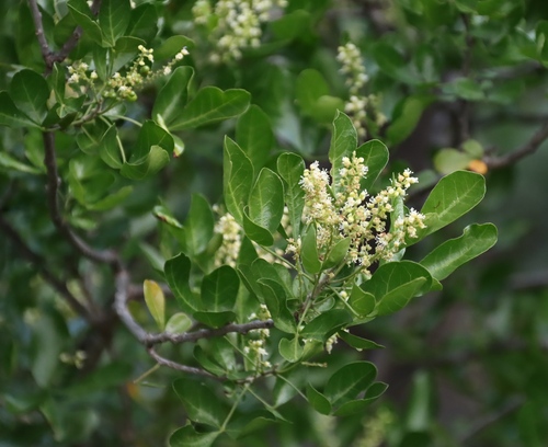 Allophylus decipiens