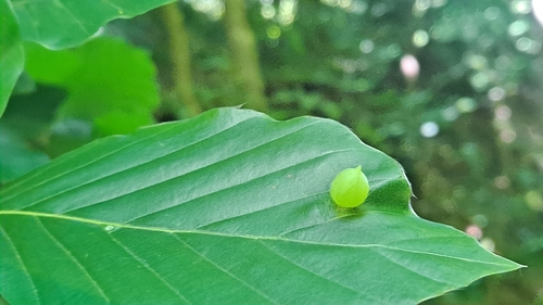 Beech Gall Midge