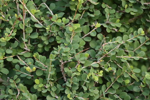 Flueggea verrucosa, photograph 6
