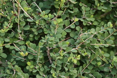 Flueggea verrucosa, photograph (c) Tony Rebelo, some rights reserved (CC BY-SA)