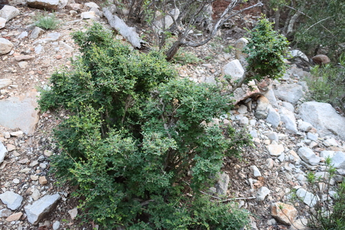 Flueggea verrucosa, photograph 5
