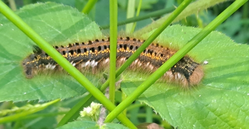 Drinker Moth