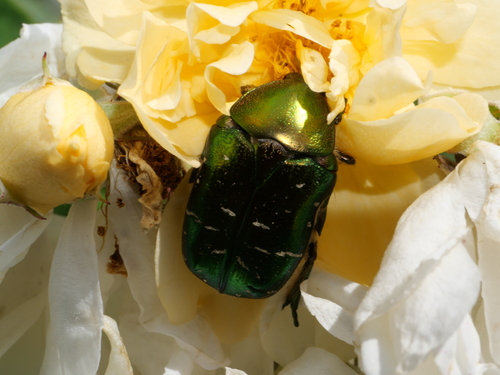 Goldglänzender Rosenkäfer