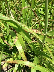 Puccinia purpurea