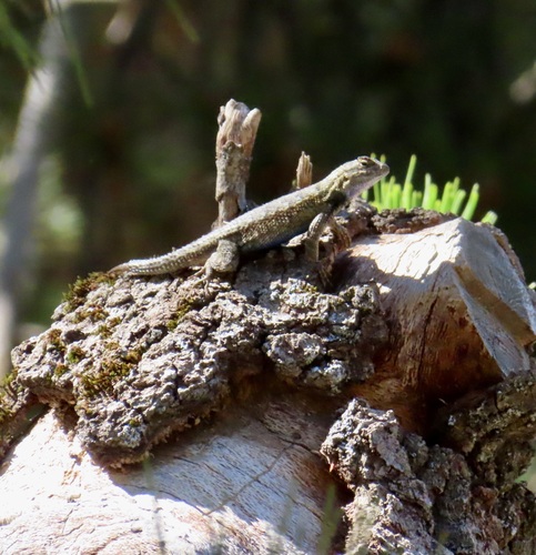iNaturalist observation photo of Western Fence Lizard