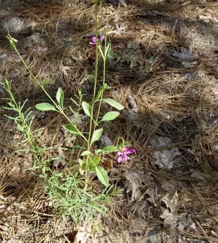 iNaturalist observation photo of diamond clarkia
