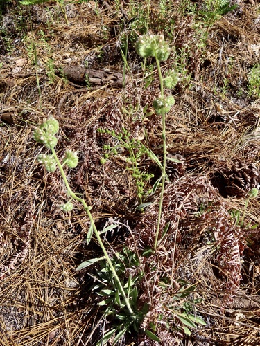 iNaturalist observation photo of Mountain Phacelia