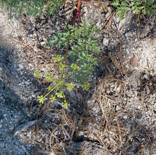 iNaturalist observation photo of Parish's umbrellawort