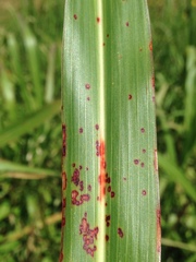 Puccinia purpurea