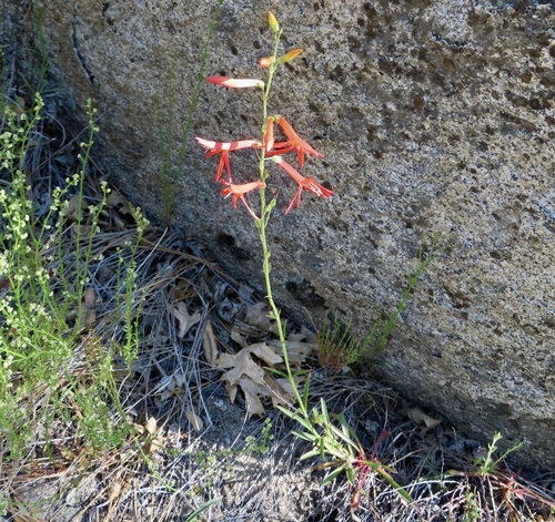 iNaturalist observation photo of San Gabriel beardtongue