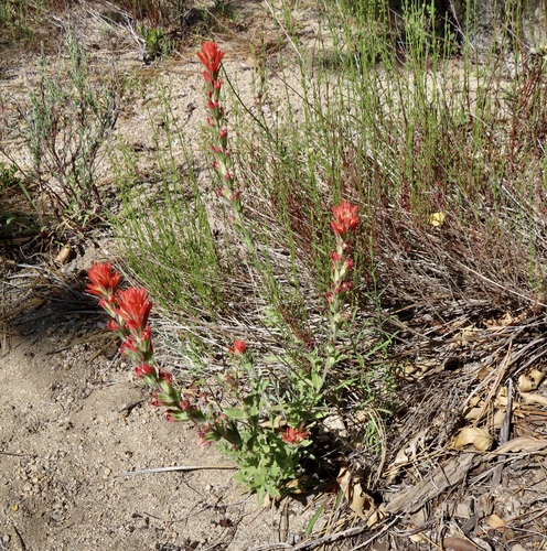 iNaturalist observation photo of Camp Martin paintbrush