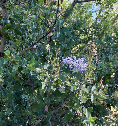iNaturalist observation photo of chaparral whitethorn