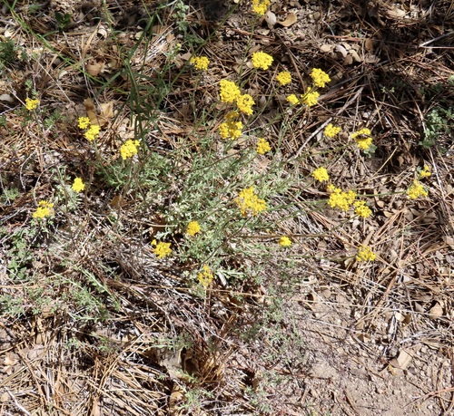 iNaturalist observation photo of Golden Yarrow