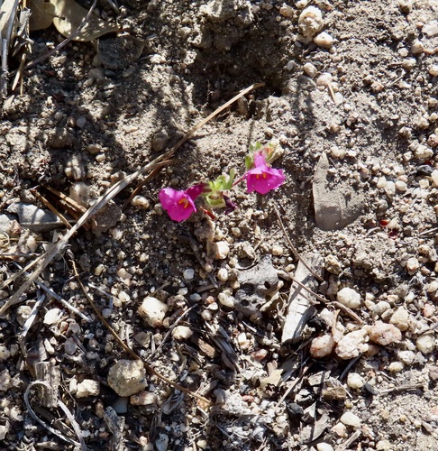 iNaturalist observation photo of Fremont's monkeyflower