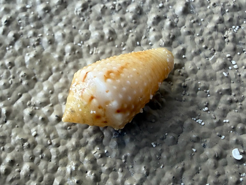 Jasper Cone