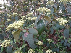 Viburnum × rhytidophylloides