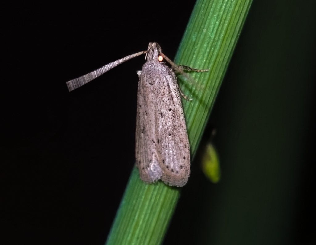 Moth
