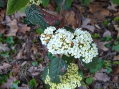 Viburnum × rhytidophylloides