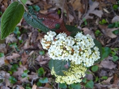 Viburnum × rhytidophylloides
