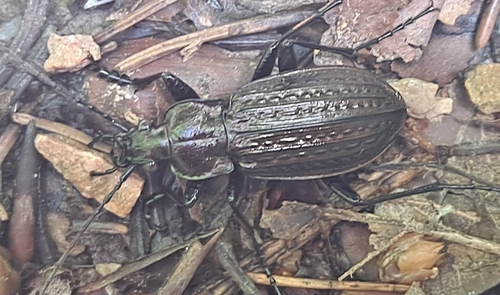 Granulated Ground Beetle