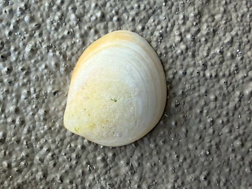 Common Egg Cockle
