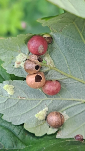 Maple gall wasp