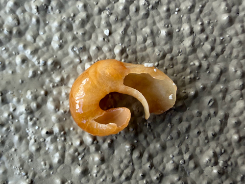 Florida Worm Snail