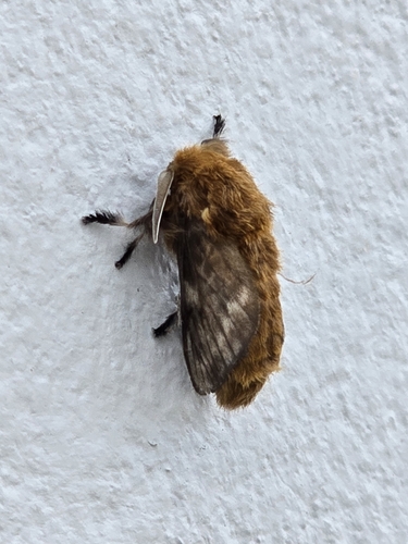 Megalopyge undulata