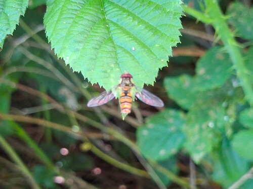 Marmalade Hover Fly