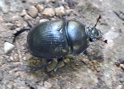 Woodland Dor Beetle