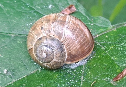 Roman Snail