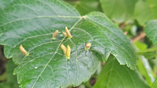 Red Nail Gall Mite
