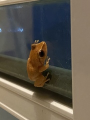 Eleutherodactylus antillensis