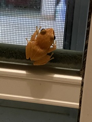 Eleutherodactylus antillensis