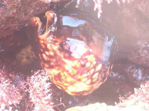 Cypraea mauritiana observed 2026-06-13
