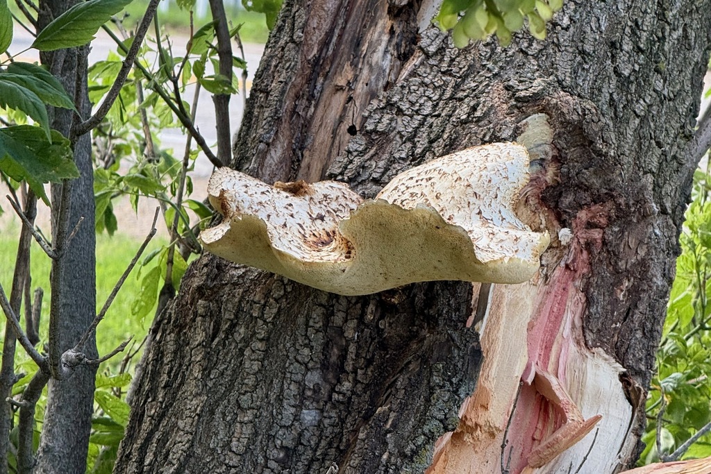 Dryad's Saddle · June 2026 · photo: Photo: (c) Cole Wolf, some rights reserved (CC BY) · iNaturalist