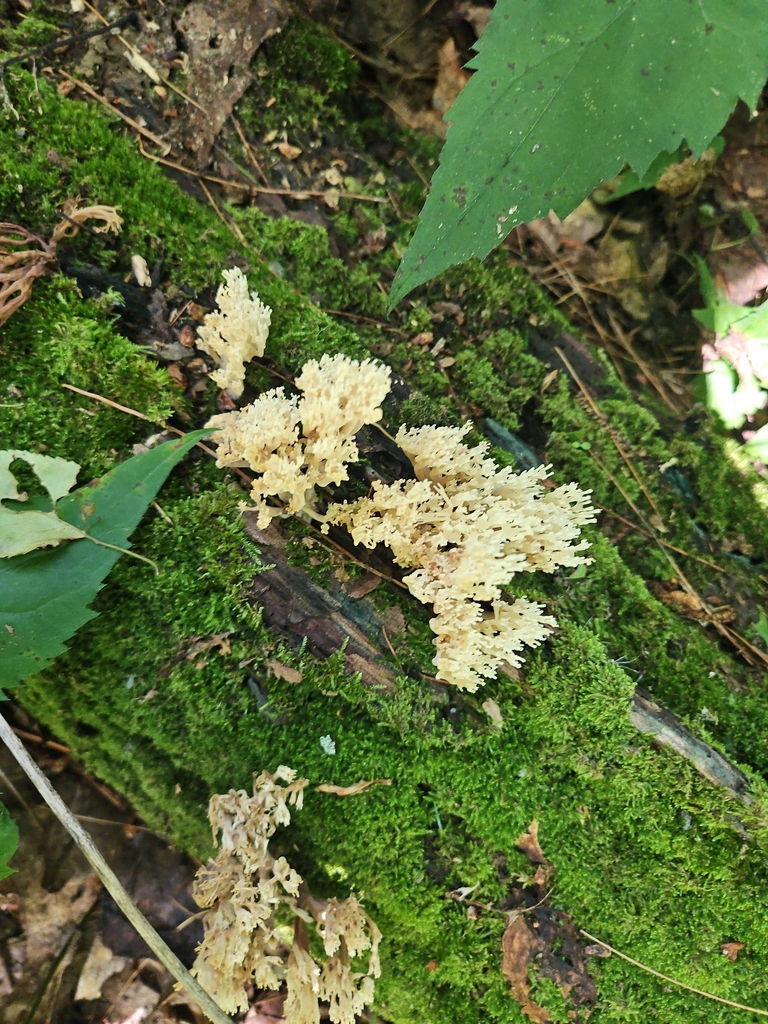 crown-tipped coral fungus · June 2026 · photo: Photo: no rights reserved · iNaturalist