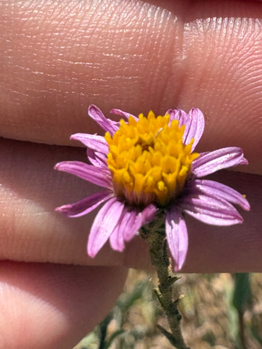 California Aster