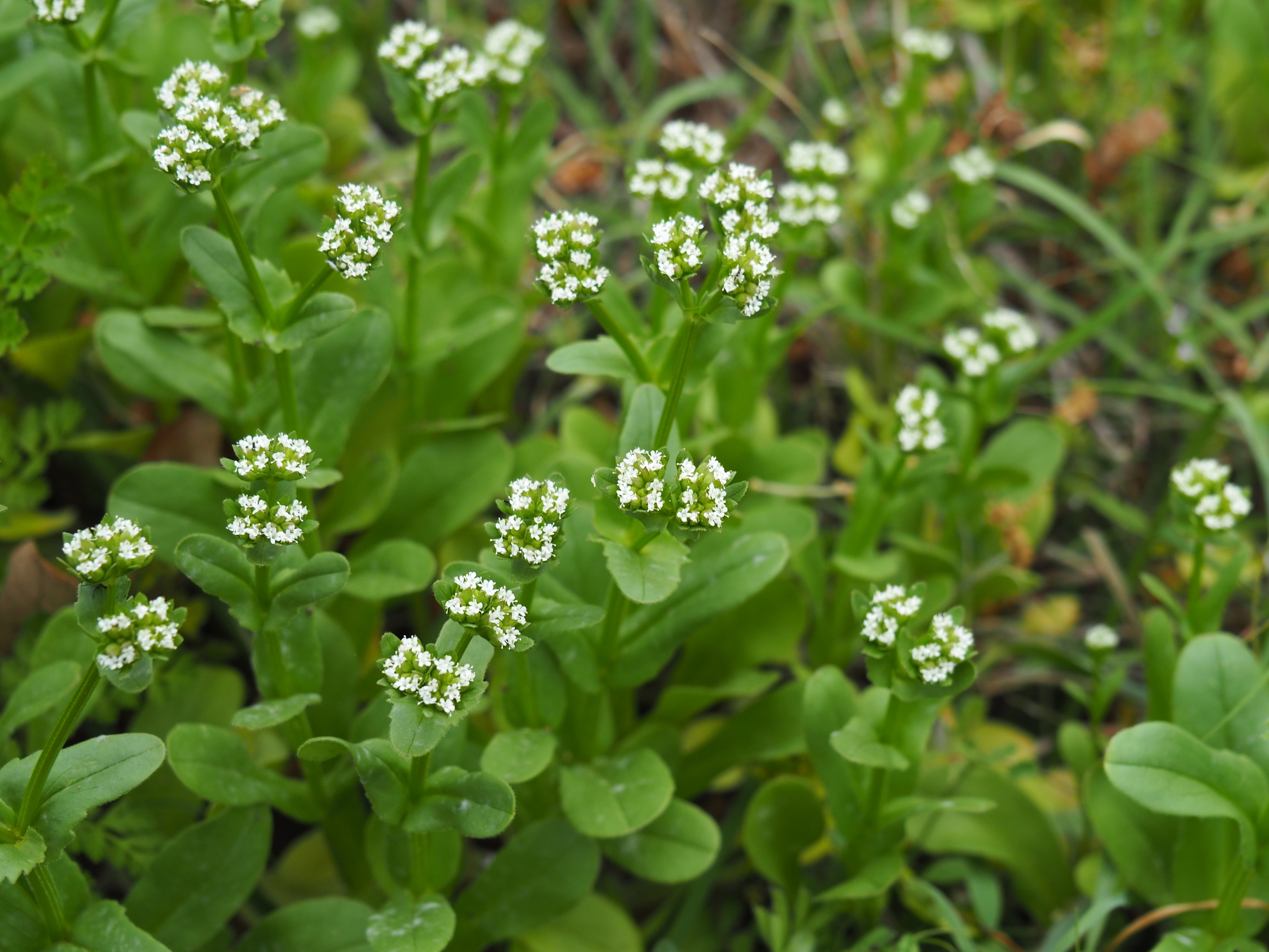 Valerianella radiata