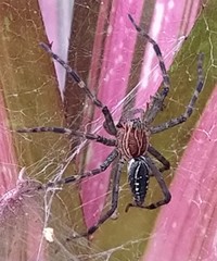 Aglaoctenus castaneus