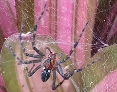 Aglaoctenus castaneus