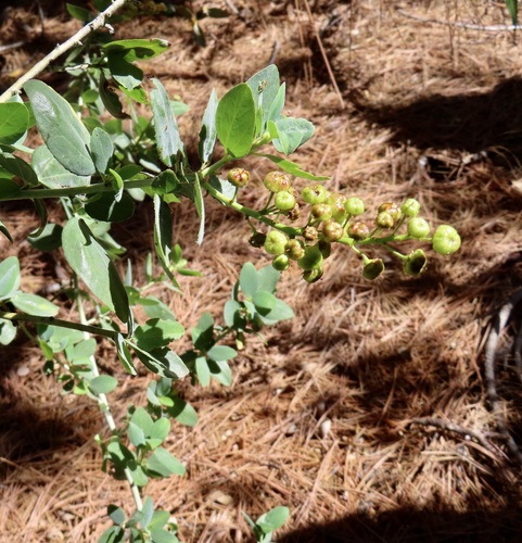 iNaturalist observation photo of chaparral whitethorn