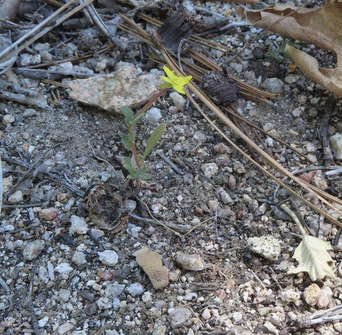 iNaturalist observation photo of hairy suncup