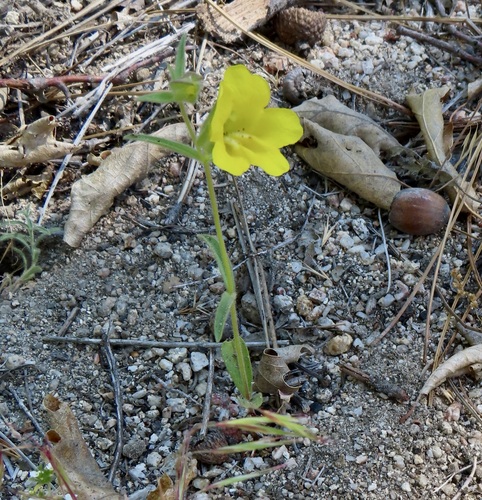 iNaturalist observation photo of wide-throated yellow monkeyflower