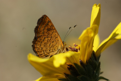 iNaturalist observation photo of Fatal Metalmark